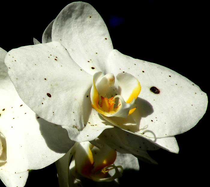 Phalaenopsis, white-flowered form