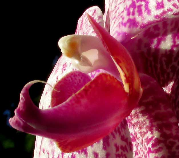 Phalaenopsis flower close-up, spotted purple form