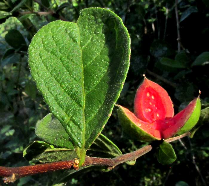 CASEARIA (SAMYDA) YUCATANENSIS, leaf, stem and open fruit