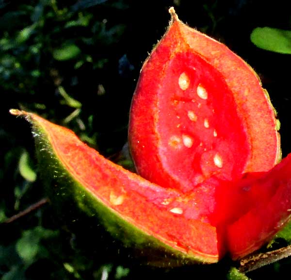CASEARIA (SAMYDA) YUCATANENSIS, open, empty fruit shell on stem