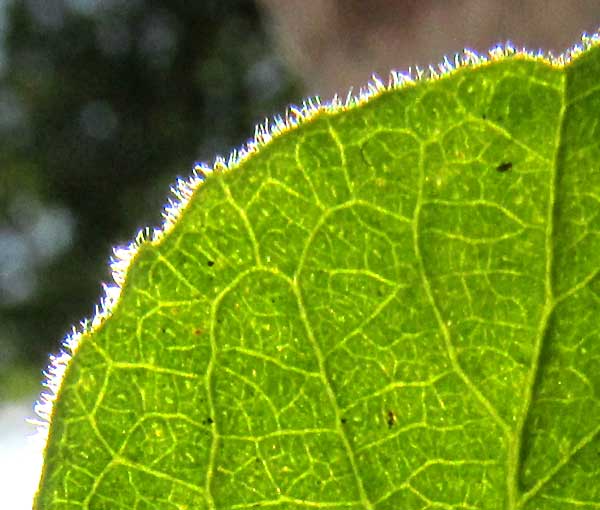 CASEARIA (SAMYDA) YUCATANENSIS, pellucid dots in leaf