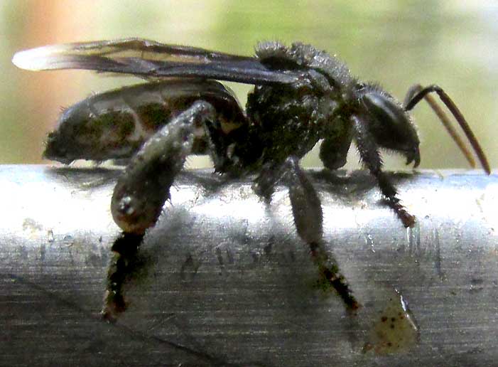 Predatory, carnivorous bee -- Trigonalidae? stalking honeybee
