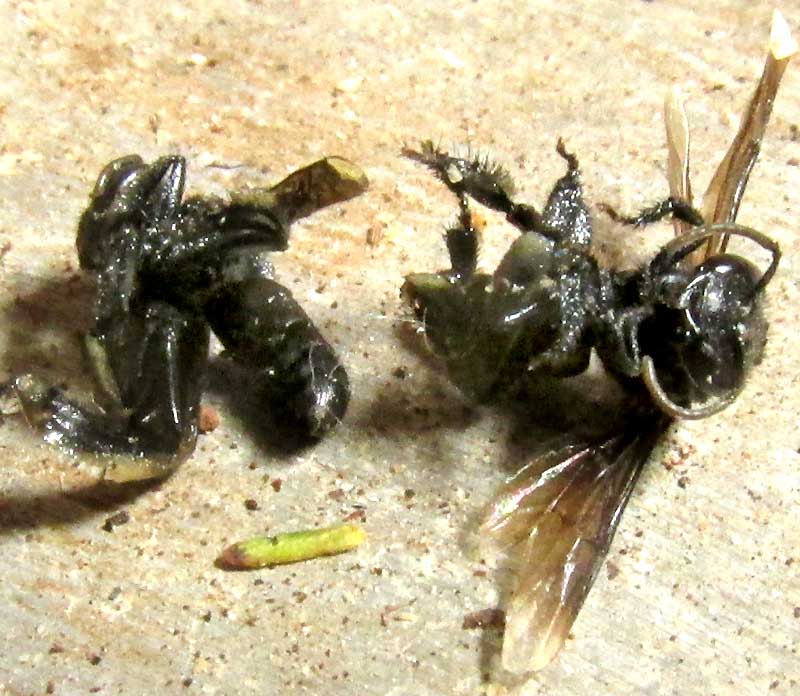 Predatory, carnivorous bee -- Trigonalidae? -- two drowned ones showing leg structure