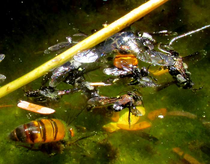Predatory, carnivorous bee and honeybees, drowned