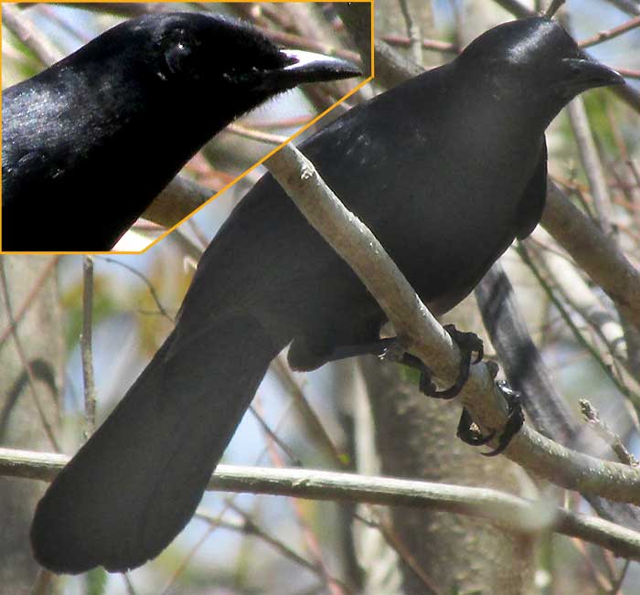 Black Catbird, DUMETELLA GLABRIROSTRIS