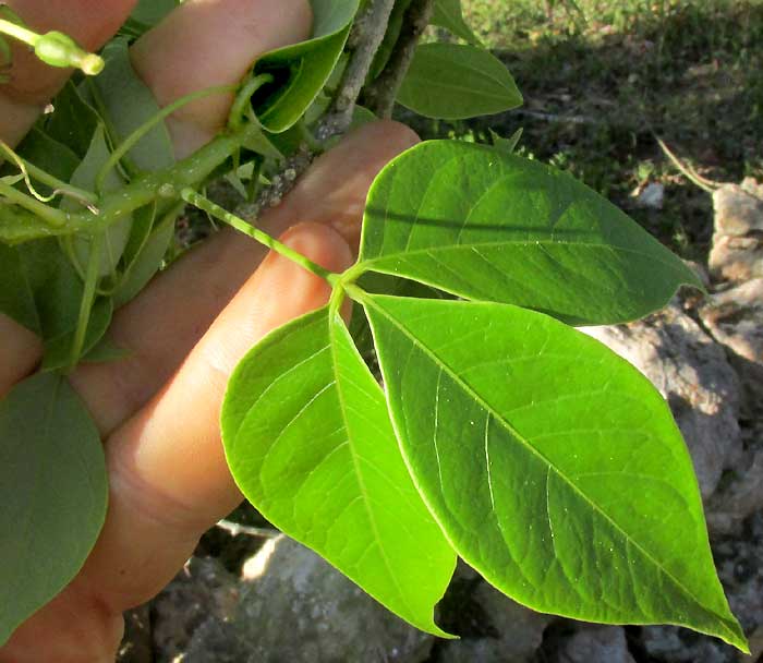 CRATEVA TAPIA, leaf
