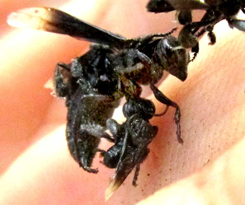 Predatory, carnivorous bee apparently with mandibles inserted into a wasp, both drowned
