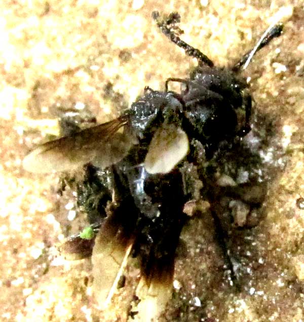 Predatory, carnivorous bee atop a wasp