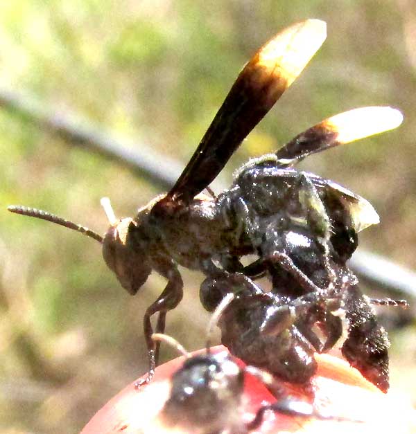 Predatory, carnivorous bees attacking a wasp