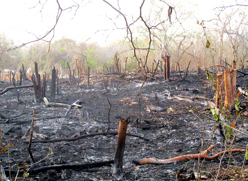 burnt field from slash-and-burn