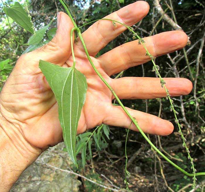 Dioscorea spiculiflora, male inflorescence and leaf