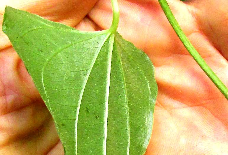 Dioscorea spiculiflora, leaf undersurface and squared stem