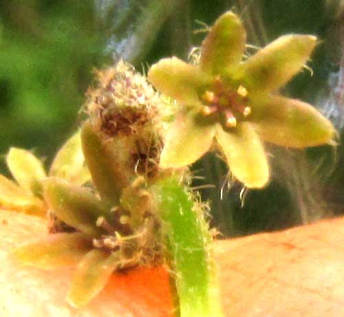 Dioscorea spiculiflora, male flower showing stamens