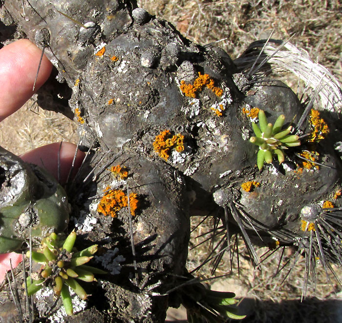 Golden-eye Lichen, TELOSCHISTES CHRYSOPHTHALMUS, on cactus in Mexico