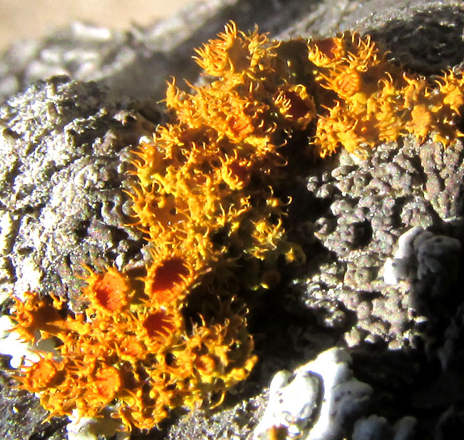 Golden-eye Lichen, TELOSCHISTES CHRYSOPHTHALMUS; stunted colony with apothecia