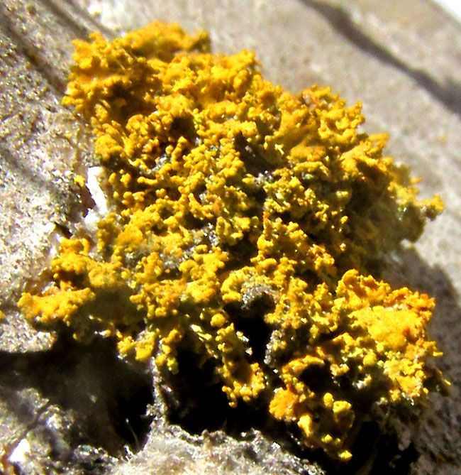 Golden-eye Lichen, TELOSCHISTES CHRYSOPHTHALMUS; probable beginnings of a colony