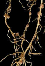 nitrogen-fixing nodules on clover roots