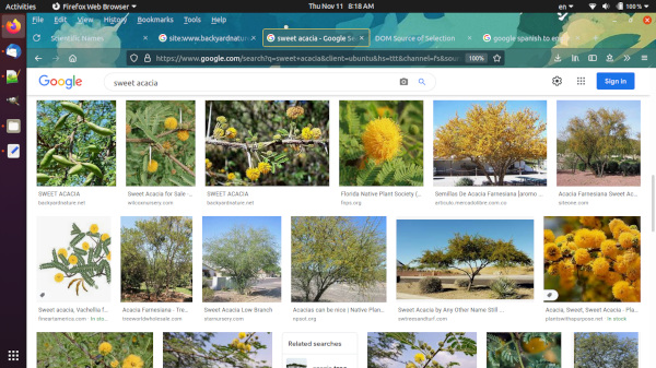 screenshot of image search page for 'sweet acacia'