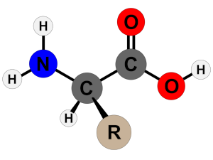 example of amino acid molecule with the blue N being nitrogen; image courtesy of 'Techguy78' & Wikimedia Commons