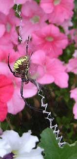 Garden Spider, Argiope