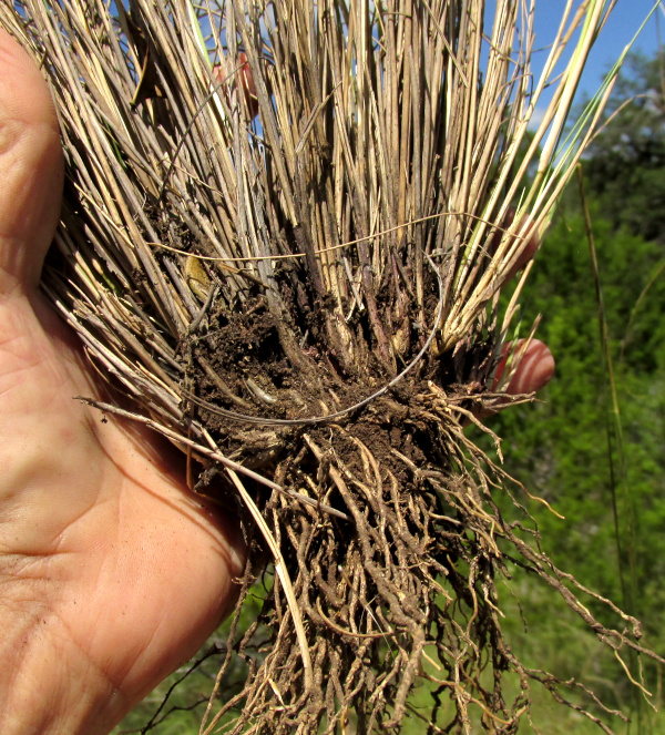 lower stems and roots of Purple Three-awn Grass, Aristida purpurea