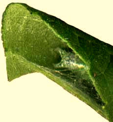 caterpillar in curl of Giant Ragweed leaf margin
