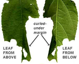 caterpillar hiding place in curled-up leaf margin