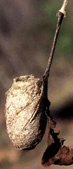 cocoon of Saturnid Moth, Saturniidae