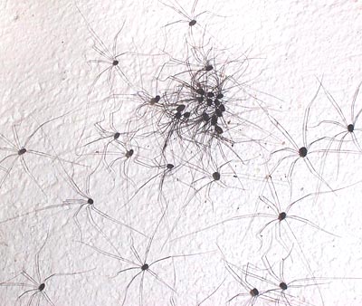 Harvestmen gathering on a wall in Mexico