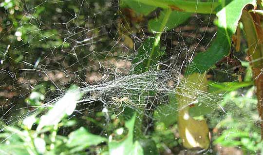 dome web of Sierra Dome Spider - Neriene litigiosa