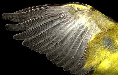 wing feathers of a Pine Warbler, Dendroica pinus