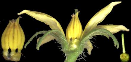 Tomato flower showing grown-together stamens and future tomato