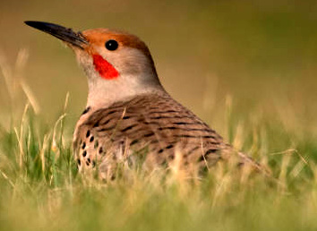 Northern Flicker, Colaptes auratus; image courtesy of Peter Pearsall, US Forestry & Wildlife Service