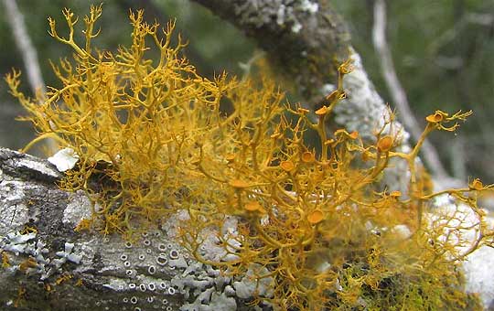 Slender Orange Bush Lichen, Teloschistes exilis