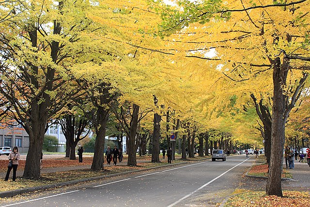 Ginkgo trees at Hokkaido University, Japan; image courtesy of 柴田拓, via Wikimedia Commons