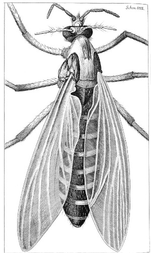 Drawing of gnat in Robert Hooke's 1667 'Micrographia, or, Some physiological descriptions of minute bodies made by magnifying glasses...; public domain image courtesy of National Library of Wales