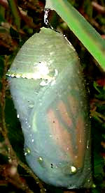 Monarch chrysalis, or pupa
