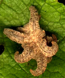 Monkey Slug (Hag Moth Larva) - Phobetron pithecium of the Limacodidae