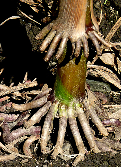 prop roots on corn, or maize, photo courtesy of Jamain in France