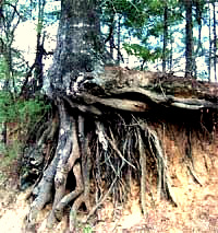 Roots of Water Oak, Quercus nigra, roadcut