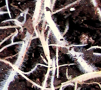 root hairs on grass roots
