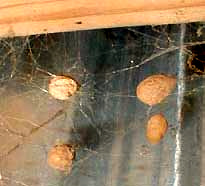 spider egg sacs
