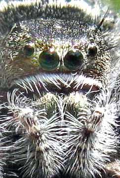Jumping Spider, Phidippus purpuratus, photo by Bea Laporte
