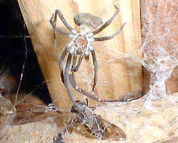 spider exoskeleton; picture by Karen Wise of Mississippi