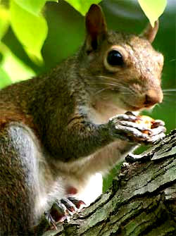 Eastern Gray Squirrel, Sciurus carolinensis, image by Hillary Mesick of Mississippi
