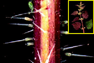 stinging hairs on the Stinging Nettle, Urtica chamaedryoides