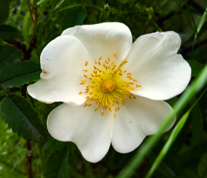 white wild rose
