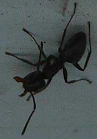 dark ant