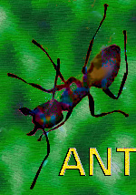 ant on a rainbow