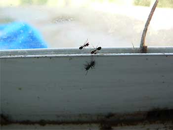 Window ants